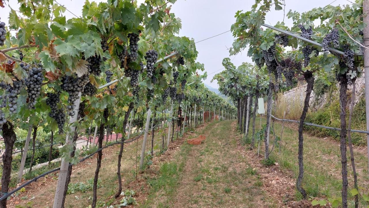 Azienda Agrituristica Corteforte 푸르마네 외부 사진