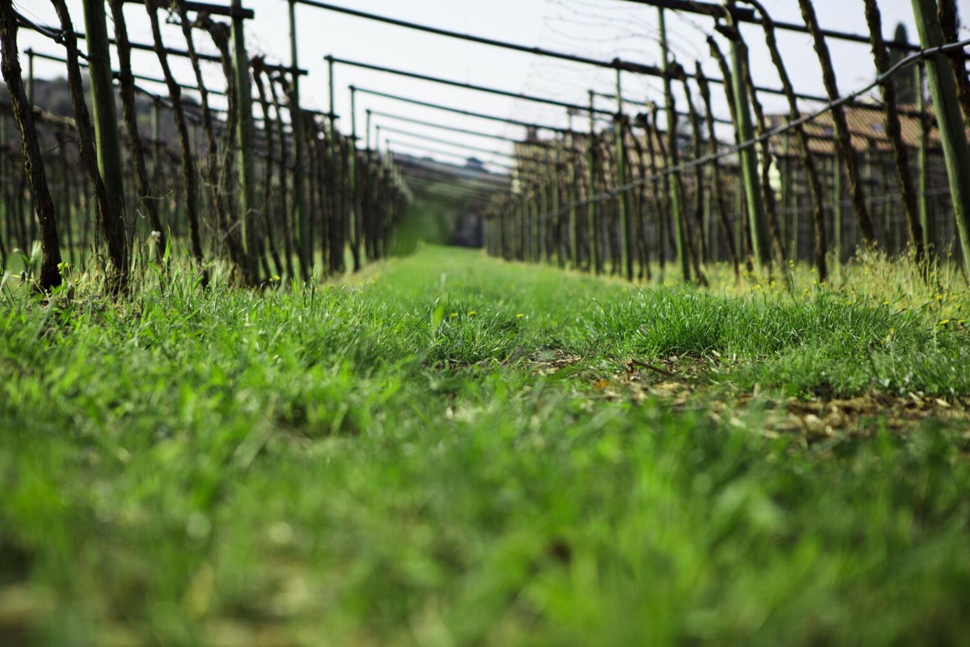 Azienda Agrituristica Corteforte 푸르마네 외부 사진