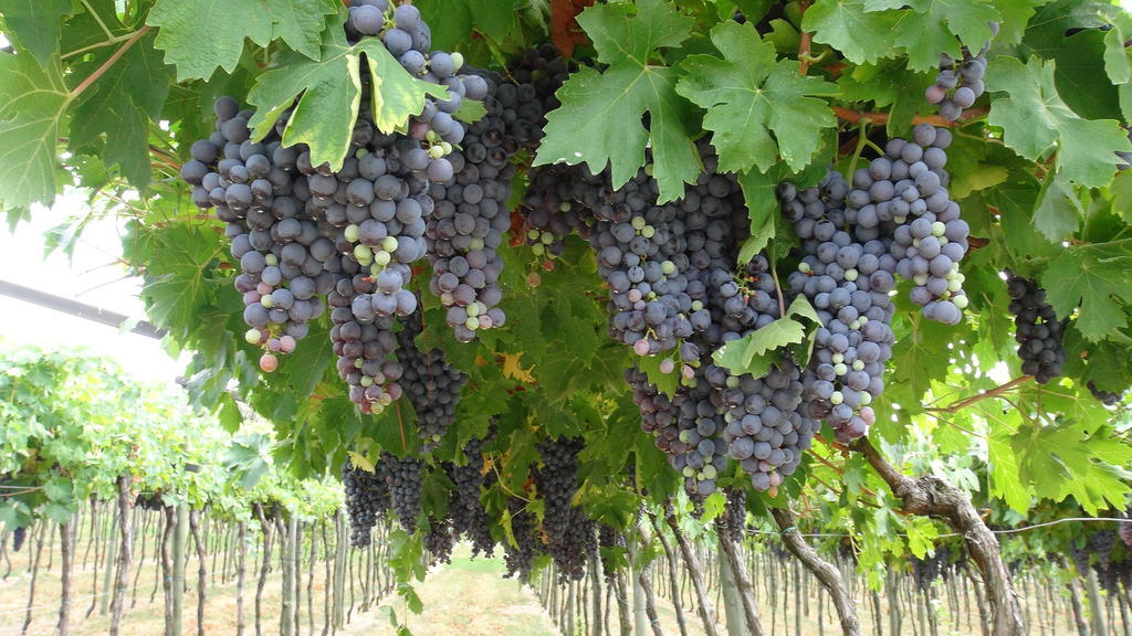 Azienda Agrituristica Corteforte 푸르마네 외부 사진